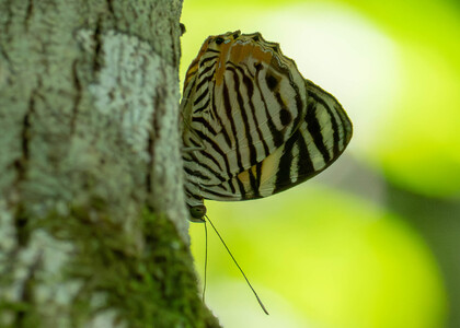 The butterfly Tigridia acesta photographed in Ecuador