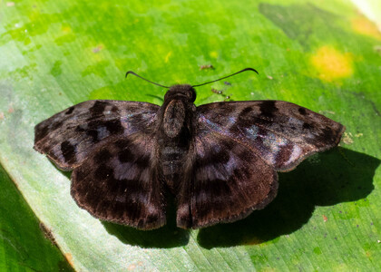 The butterfly Ebrietas anacreon photographed in Ecuador
