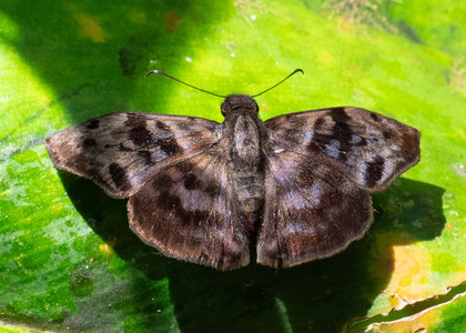 The butterfly Ebrietas anacreon photographed in Comunidad Apuya,Ecuador