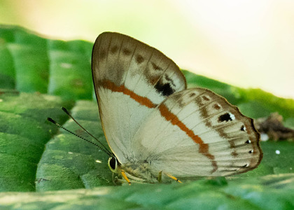 The butterfly Erythia midas pelusia photographed in Ecuador