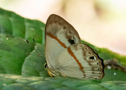 The butterfly Erythia midas pelusia photographed in Comunidad Apuya,Ecuador