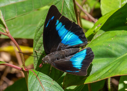 The butterfly Archaeoprepona demophoon andicola photographed in Ecuador
