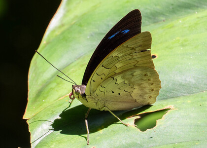 The butterfly Archaeoprepona demophoon andicola photographed in Ecuador