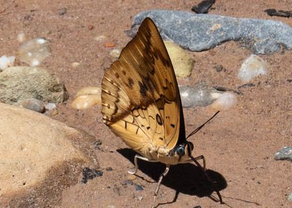 The butterfly Archaeoprepona licomedes photographed in Comunidad Apuya,Ecuador