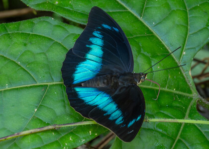 The butterfly Archaeoprepona demophoon andicola photographed in Ecuador
