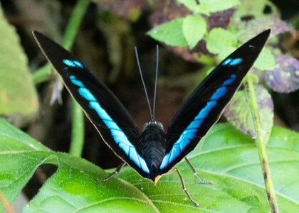 The butterfly Archaeoprepona demophoon andicola photographed in Ecuador