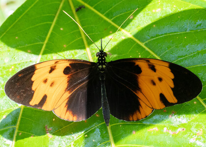The butterfly Heliconius numata bicoloratus photographed in Comunidad Apuya,Ecuador