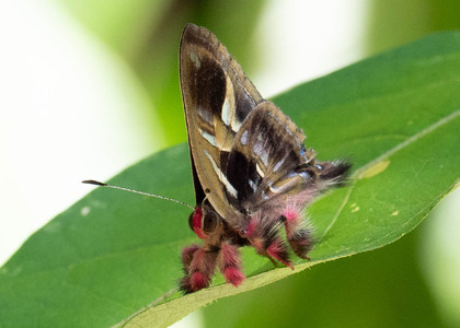 The butterfly Anteros renaldus photographed in Ecuador