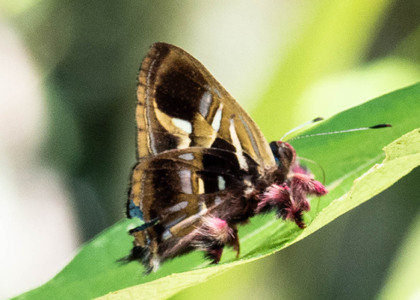 The butterfly Anteros renaldus photographed in Ecuador