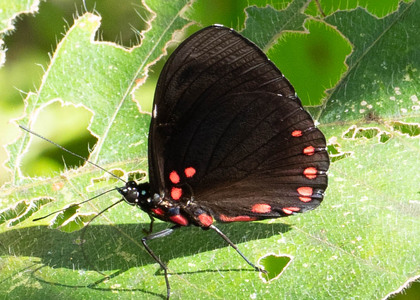 The butterfly Hamadryas laodamia laodamia photographed in Ecuador