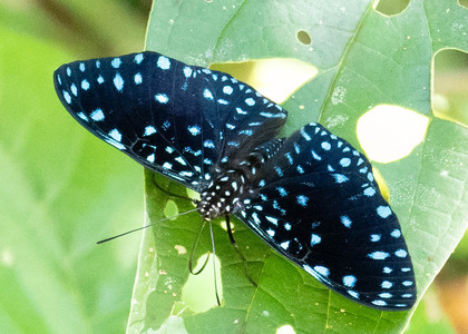 The butterfly Hamadryas laodamia laodamia photographed in Ecuador