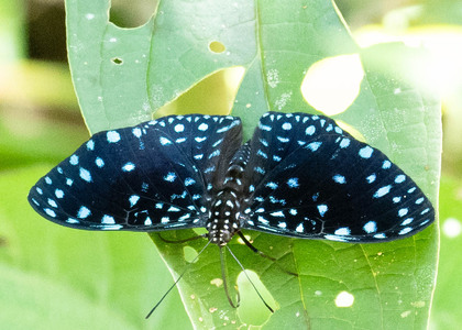 The butterfly Hamadryas laodamia laodamia photographed in Ecuador