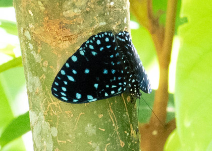 The butterfly Hamadryas laodamia laodamia photographed in Ecuador