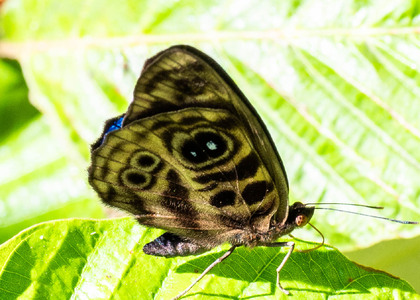 The butterfly Eunica norica photographed in Ecuador
