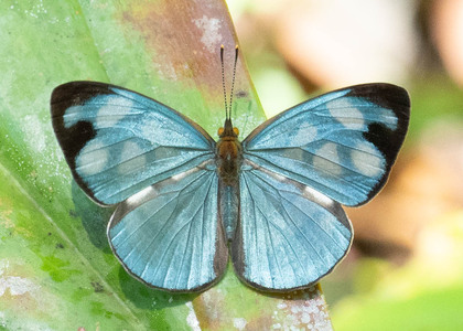 The butterfly Dynamine ines photographed in Comunidad Apuya,Ecuador