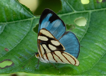 The butterfly Dynamine ines photographed in Ecuador