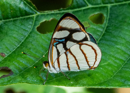 The butterfly Dynamine ines photographed in Comunidad Apuya,Ecuador