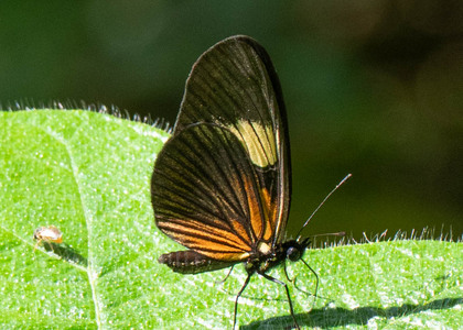 The butterfly Castilia perilla photographed in Ecuador