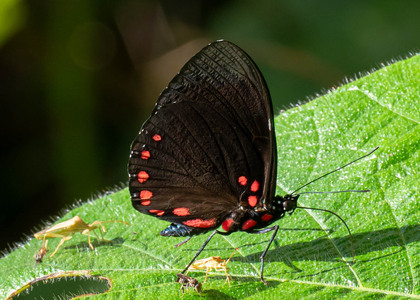 The butterfly Hamadryas laodamia laodamia photographed in Ecuador