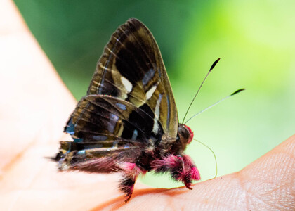 The butterfly Anteros renaldus photographed in Comunidad Apuya,Ecuador