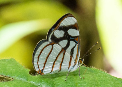 The butterfly Dynamine ines photographed in Ecuador
