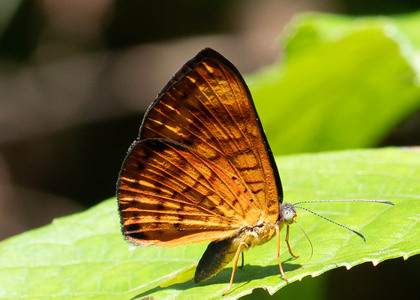 The butterfly Emesis condigna photographed in Ecuador