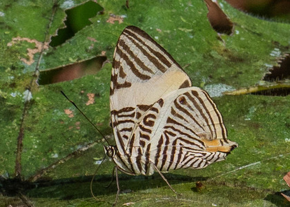 The butterfly Colobura annulata photographed in Comunidad Apuya,Ecuador