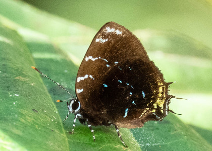 The butterfly Ocaria thales photographed in Comunidad Apuya,Ecuador