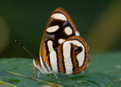 The butterfly Dynamine artemisia photographed in Comunidad Apuya,Ecuador