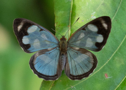 The butterfly Dynamine artemisia photographed in Ecuador