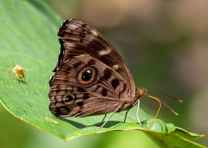 The butterfly Eunica alpais photographed in Comunidad Apuya,Ecuador