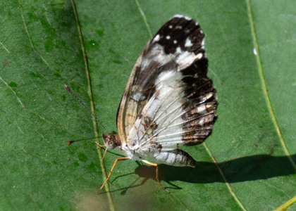 The butterfly Castilia ofella photographed in Comunidad Apuya,Ecuador