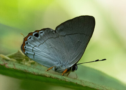 The butterfly Methone baucis photographed in Comunidad Apuya,Ecuador
