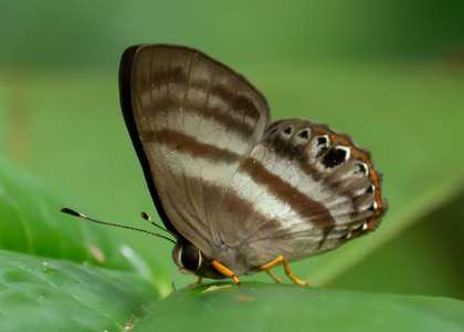 The butterfly Pelolasia melaphaea melaphaea photographed in Comunidad Apuya,Ecuador