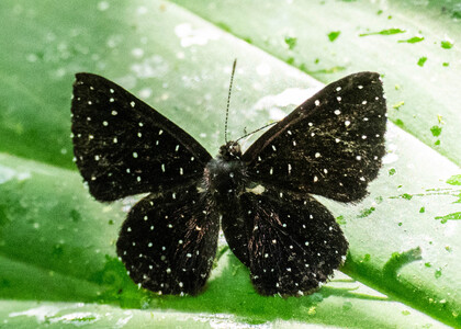 The butterfly Echydna punctata photographed in Comunidad Apuya,Ecuador