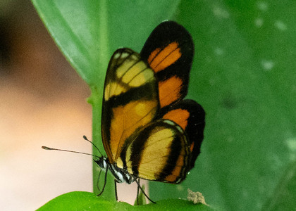 The butterfly Eresia perna mylitta photographed in Ecuador