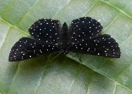 The butterfly Echydna punctata photographed in Ecuador