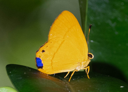 The butterfly Marmessus erilis photographed in Ecuador