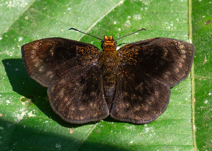 The butterfly Bolla cupreiceps photographed in Ecuador
