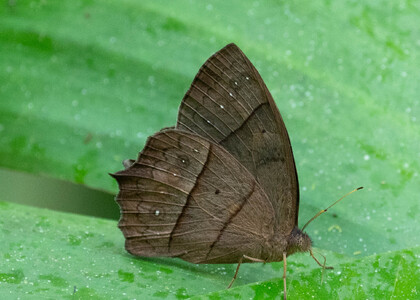 The butterfly Taygetis virgilia photographed in Las Minas, Misahualli,,Ecuador