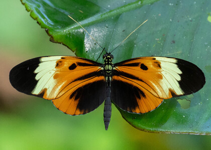 The butterfly Heliconius numata euphone photographed in Las Minas, Misahualli,,Ecuador