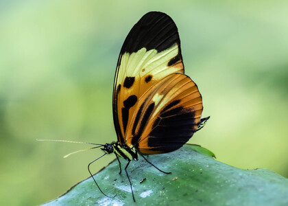 The butterfly Heliconius numata euphone photographed in Ecuador