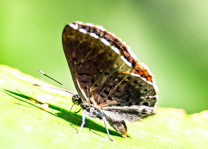 The butterfly Chalodeta chaonitis photographed in Ecuador