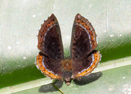 The butterfly Chalodeta chaonitis photographed in Las Minas, Misahualli,,Ecuador