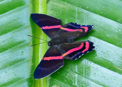 The butterfly Ancyluris etias photographed in Las Minas, Misahualli,,Ecuador