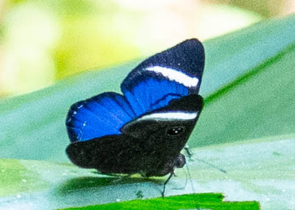 The butterfly Mesosemia mevania photographed in Ecuador