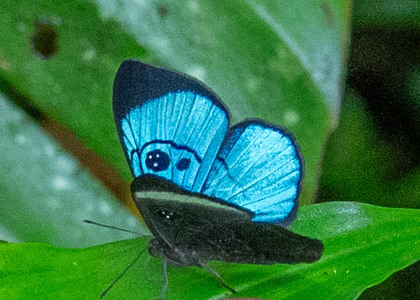 The butterfly Mesosemia loruhama photographed in Ecuador