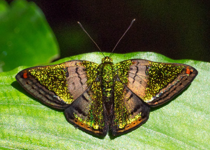 The butterfly Caria castalia photographed in Ecuador