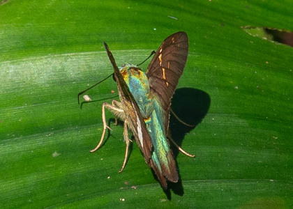 The butterfly Aguna spatulata photographed in Ecuador
