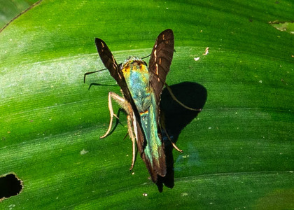 The butterfly Aguna spatulata photographed in Ecuador
